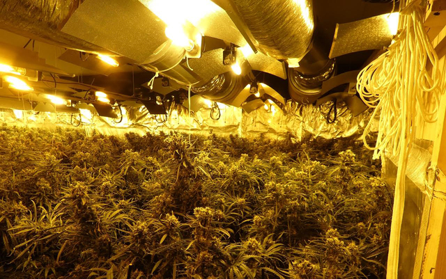 Detenen tres homes i desmantellen una plantació de marihuana a Begues