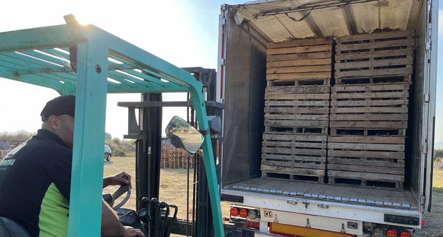 Comença la plantació de la Carxofa Prat amb mig milió de soques