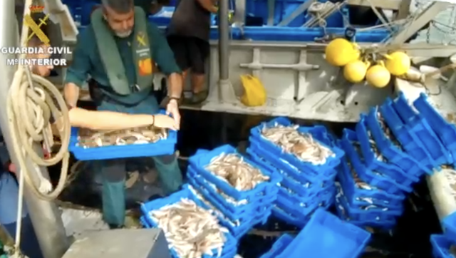 Una vegada realitzada la inspecció, es van intervenir 380 kg de peix que no complia amb la talla