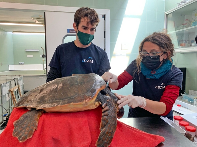 Més de 90% de les tortugues ingressades al CRAM presentaven plàstic