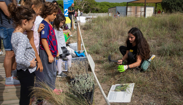 Plantacions a les dunes a les platges de Castelldefels, Gavà i Sant Adrià de Besòs