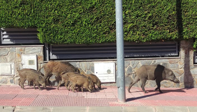 Els porcs senglars també s’apoderen de Sant Esteve Sesrovires