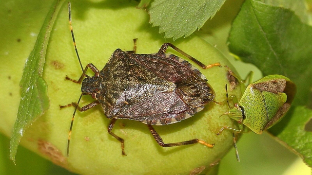 La plaga de bernat marbrejat ha causat efectes mínims als conreus del Parc Agrari del Baix Llobregat