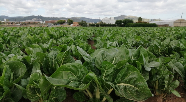 L'AMB subvenciona projectes alimentaris dels municipis metropolitans