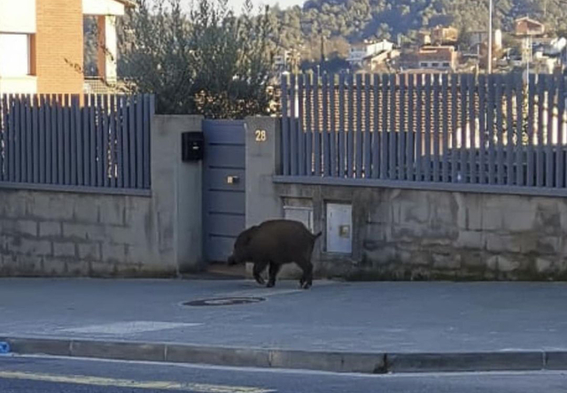 Cervelló compta amb ’nous veïns’ al seu municipi