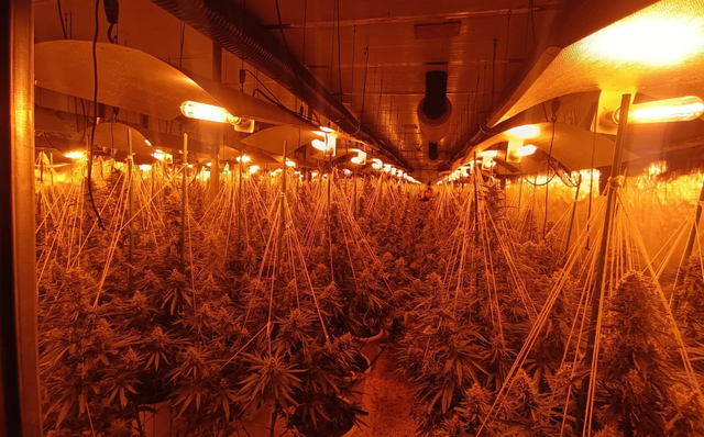 S'hi van localitzar gairebé 900 plantes de marihuana en avançat estat de floració