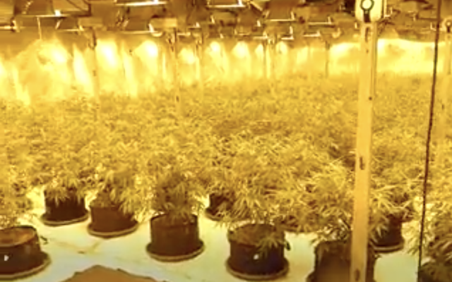 Presó per a dos responsables d’una plantació de Marihuana a Viladecans