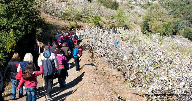 Sant Climent de Llobregat celebra les passejades entre els cirerers en flor