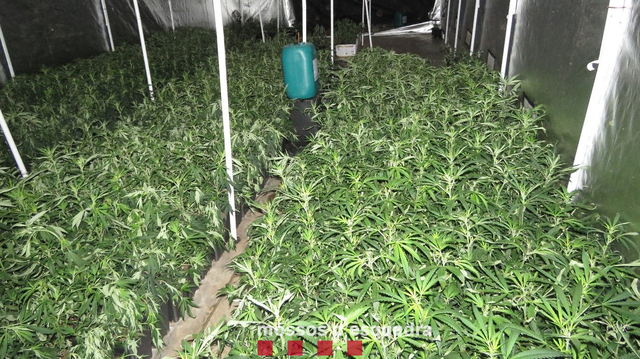 Una instal·lació  completa que podia haver cultivat més de 5.000 plantes de marihuana 