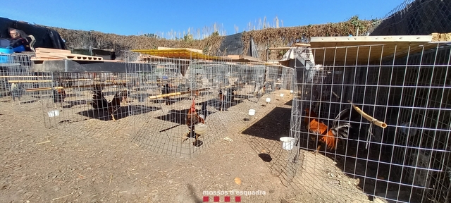 A l'interior de la finca es van localitzar un total de 75 galls i 30 gallines