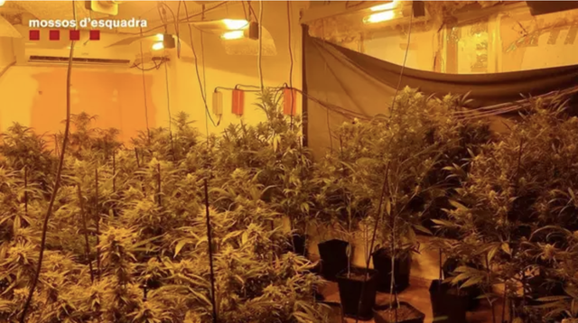 Desmantellat al Prat un edifici convertit en una factoria de marihuana
