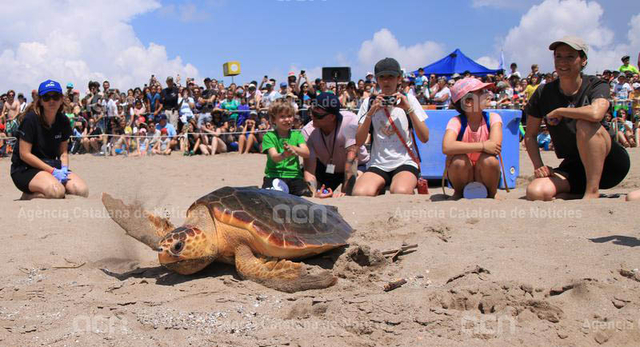 La Fundació CRAM ha deixat en llibertat aquest diumenge a la platja del Prat de Llobregat quatre tortugues marines 