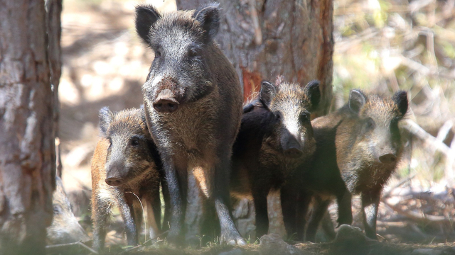 Busquen una solució per l’augment del porc senglar a Collserola