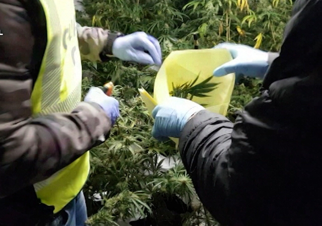SUCCESSOS: Detingut a Sant Feliu un home que tenia una plantació de marihuana en un hort