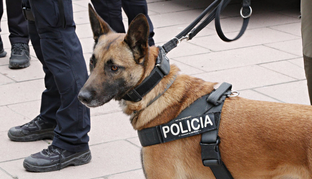 En marxa les jornades de formació de les unitats canines de la policia