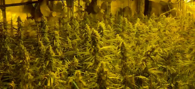 SUCCESSOS: La Policia Local de Begues comissa 1.000 plantes de marihuana i deté una persona