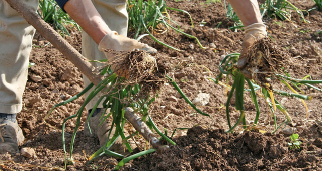 Un segell de qualitat identifica els calçots del Prat de Llobregat