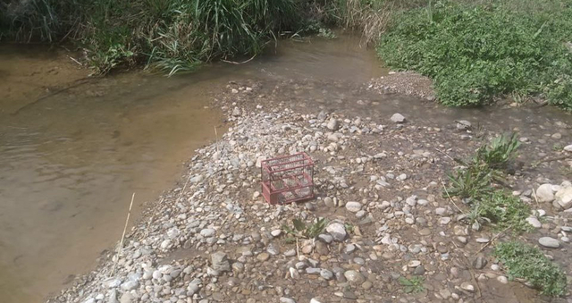 El camí d'aigua del Parc Riu Llobregat es configura com un corredor verd que alberga gran varietat de fauna