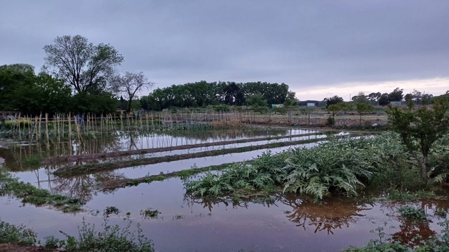 SOCIETAT: El temporal de pluja afecta els conreus gavanencs