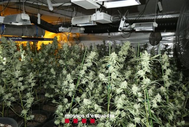  SUCCESSOS: Els Mossos d’Esquadra entren en un domicili del Prat i troben cinquanta plantes de marihuana