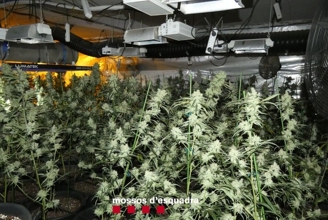 SUCCESSOS: Els Mossos d’Esquadra entren en un domicili del Prat i troben cinquanta plantes de marihuana