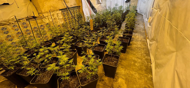 Desmantellen una plantació de marihuana en un domicili de Martorell