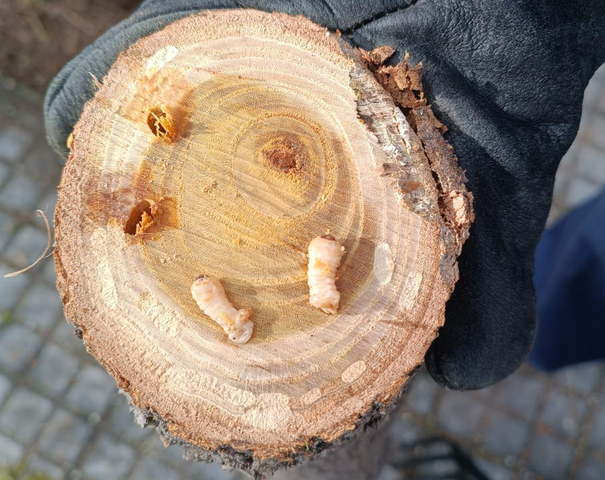 MEDI AMBIENT: Plaga de l’escarabat vespa a les moreres de Gavà