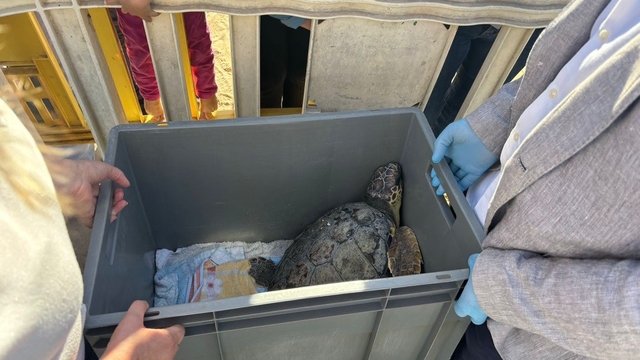 MEDI AMBIENT: El 85% de les tortugues marines tractades a la Fundació CRAM havien ingerit macroplàstics