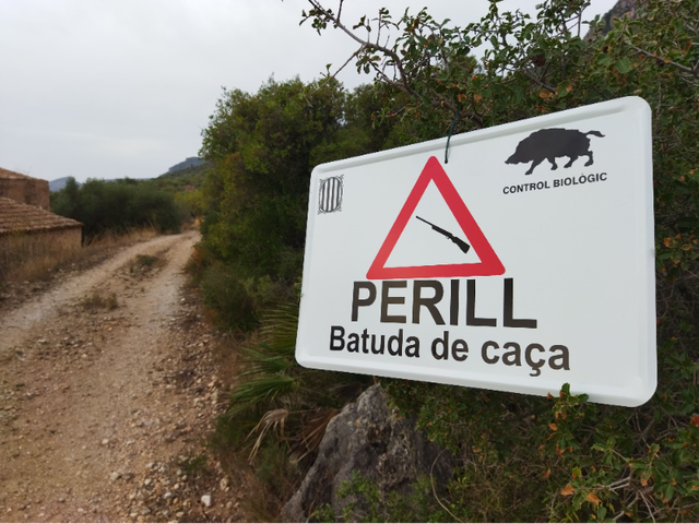 MEDI AMBIENT: Comença la temporada de batuda del senglar a Collserola