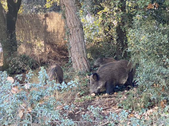 El Govern amplia la zona d'alt risc per pesta porcina africana a Molins de Rei i el Papiol