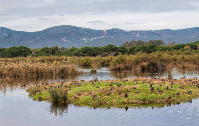 Ecologistes en Acció denuncia que el Delta del Llobregat és la zona humida més degradada de Catalunya