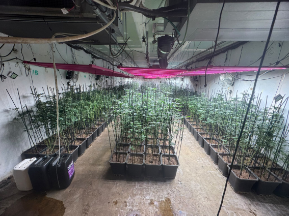 Quatre detinguts i prop de 900 plantes de marihuana comissades en una nau industrial de Sant Andreu de la Barca