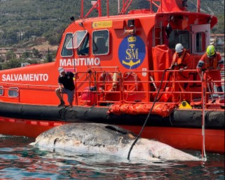 Localitzen un catxalot mort al moll de Port Ginesta, a Sitges