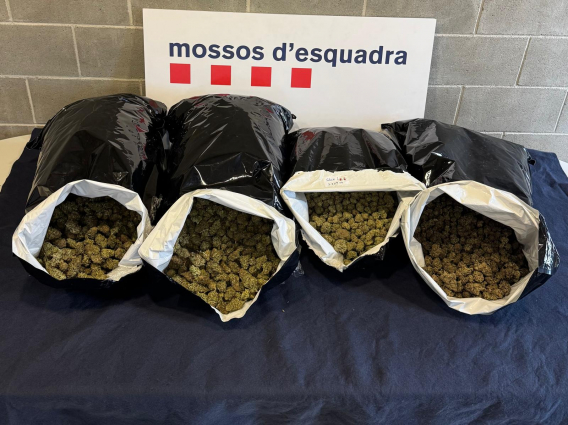 Cop al tràfic de drogues a Martorell: quatre detinguts i desmantellat un centre de distribució de marihuana