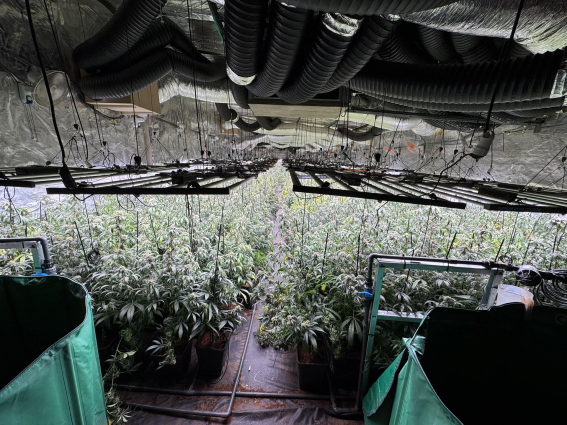 Desmantellades dues plantacions de marihuana a Sant Esteve Sesrovires i Piera amb 3.300 plantes i dues armes de foc