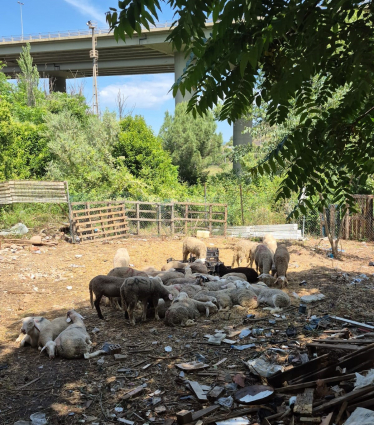 Denunciat un home a Martorell per maltractament animal en una instal·lació il·legal amb 62 xais