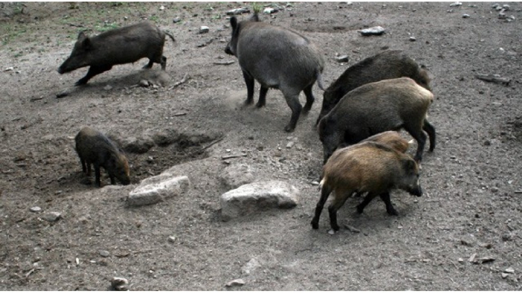 L'avenç de la pesta porcina africana suma tres nous positius a Molins de Rei