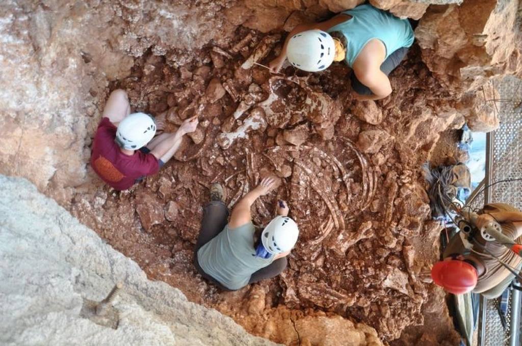 Es troben a Castelldefels restes d'un rinoceront de fa uns 120.000 anys