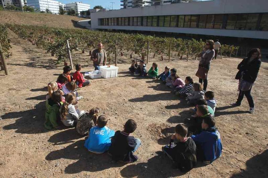 Verema infantil a les vinyes del parc de la Fontsanta