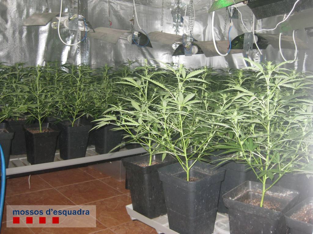 Ingressa a presó per reincidir en el cultiu de marihuana a Corbera
