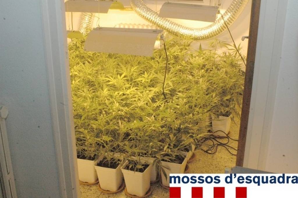 Detingut per tenir una plantació de marihuana a la seva habitació