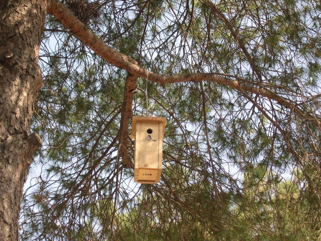 Instal·len caixes niu d’ocells insectívors per afavorir la biodiversitat