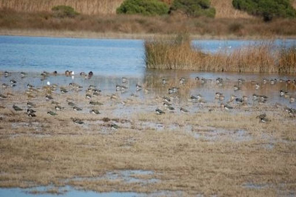 El Delta de Llobregat millora en la biodiversitat dels seus espais