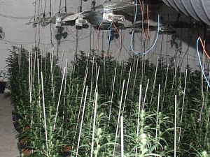 Es van comissar gairebé 800 plantes de marihuana, les quals estaven repartides en diferents estances, i tota la infraestructura necessària per a dur a terme aquest cultiu interior