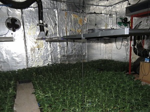 Es van comissar més de 700 plantes de marihuana i 14 quilograms d’aquesta planta preparada per a la seva distribució