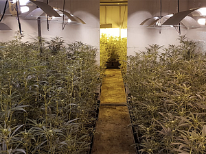 Es van comissar més de 3.000 plantes de marihuana