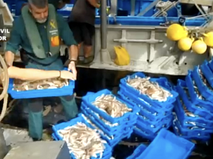 Una vegada realitzada la inspecció, es van intervenir 380 kg de peix que no complia amb la talla