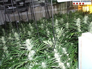La plantació de marihuana que generaria uns 270.000 euros de benefici al mercat negre