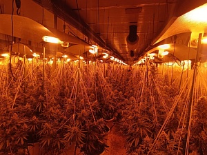 S'hi van localitzar gairebé 900 plantes de marihuana en avançat estat de floració