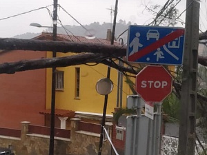 Diversos arbres han caigut sobre la xarxa elèctrica a conseqüència del temporada de vent i pluja